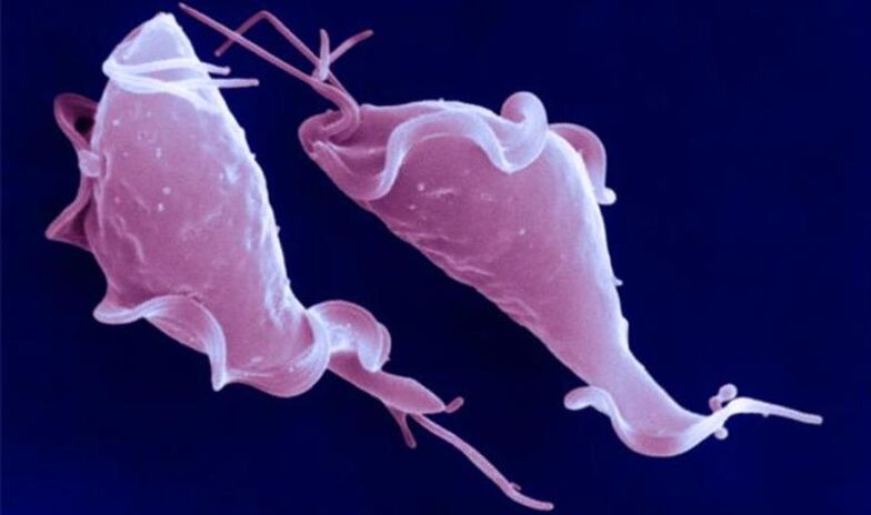 Trichomonas vaginalis este un parazit protozoar care cauzează infertilitate.